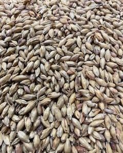 MM BISCUIT MALT 5KG